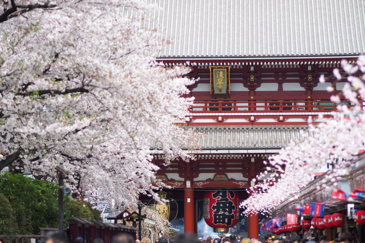 桜_浅草寺